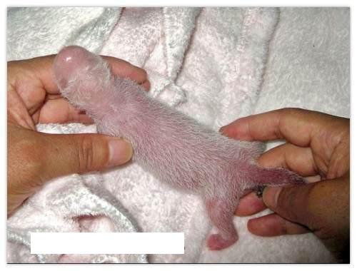 Penis EinöLen Penis EinöLen